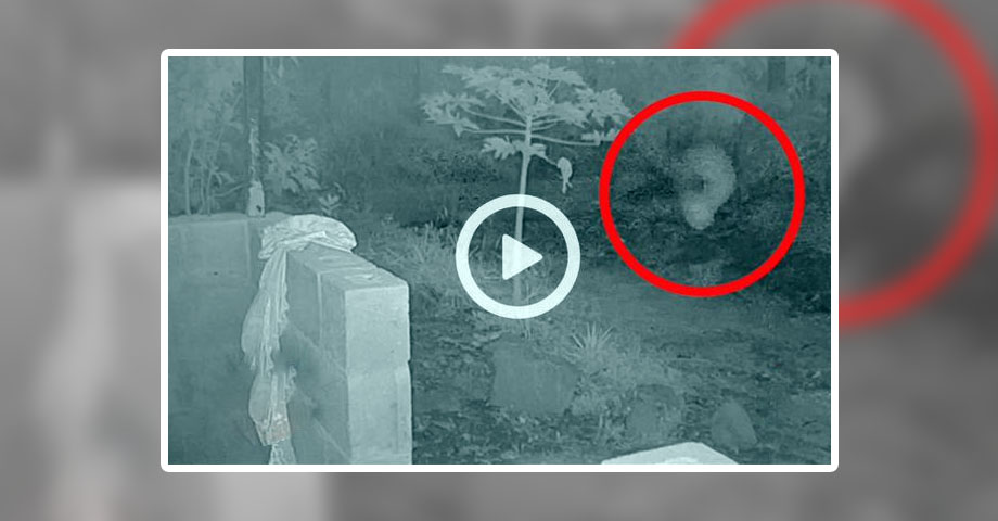 Cámara capta aparición de supuesto Alien en Chalchuapa, Santa Ana