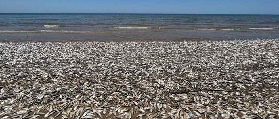 VIDEO: Decenas de miles de peces muertos aparecen en costas de Texas