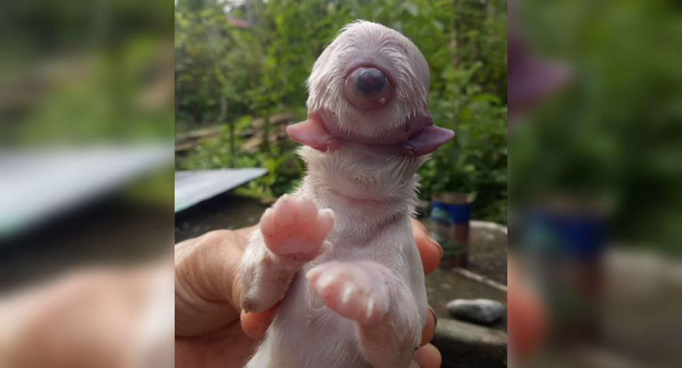 Perro cíclope causa asombro en las redes sociales