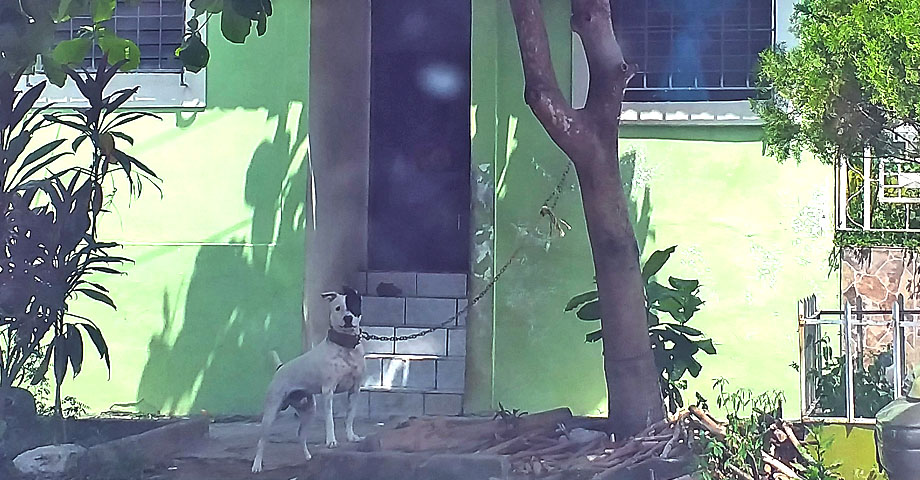 Denuncian a familia que mantiene amarrado “día y noche” a un perro en residencial de San Salvador