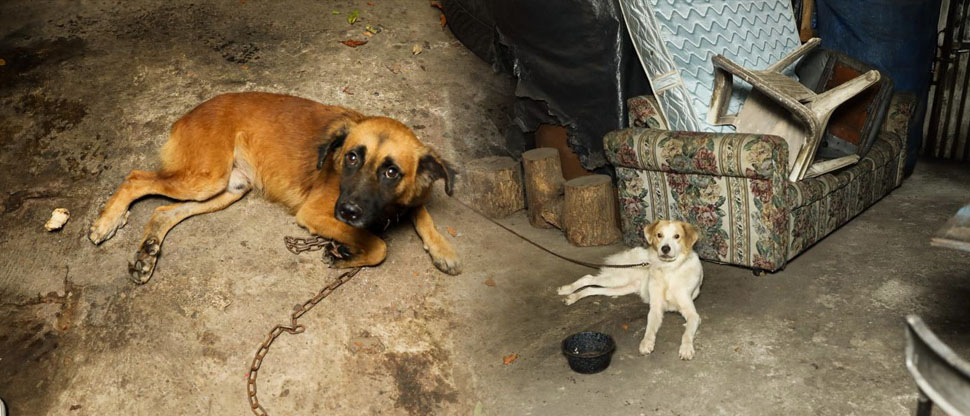 Rescatan a dos perros cuyos dueños los mantenían encadenados y sin comida