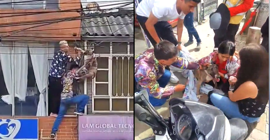 Por perseguir un gato, perro queda atrapado en unos cables de alta tensión