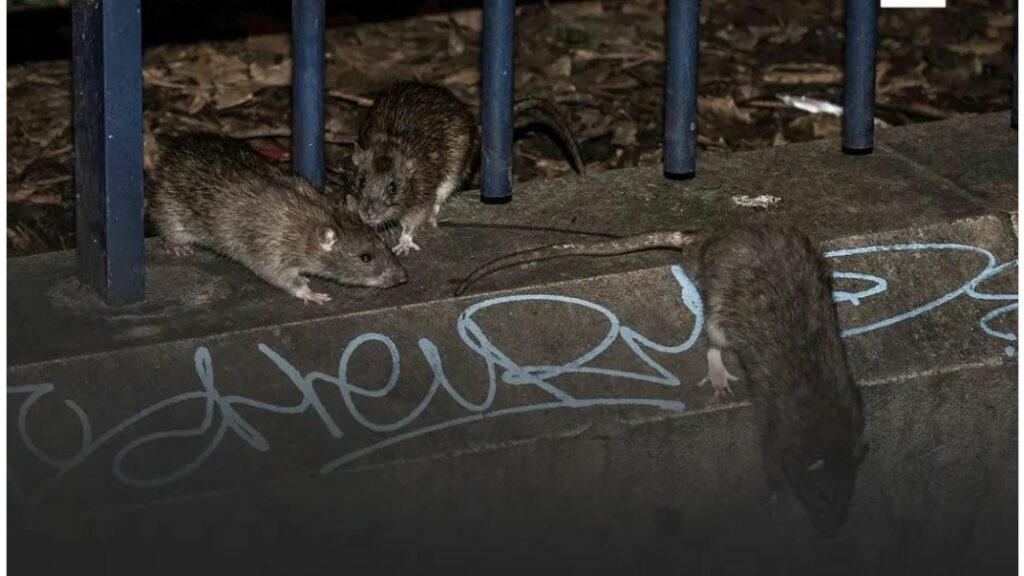 París estudia propuesta de cohabitar con las ratas al no poder controlar plaga