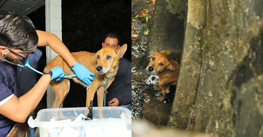 Perrita estuvo a punto de ser arrastrada al caer en una alcantarilla; personal del IBA la rescató