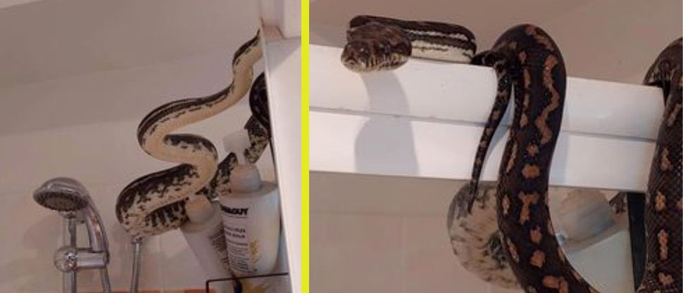 Hombre se lleva el susto de su vida al encontrar una serpiente dentro del baño