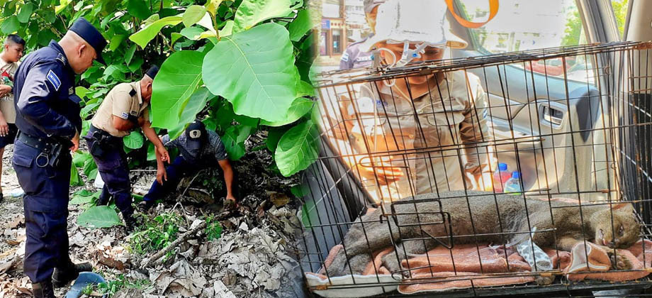 PNC rescata un gato zonto que fue atropellado en Morazán