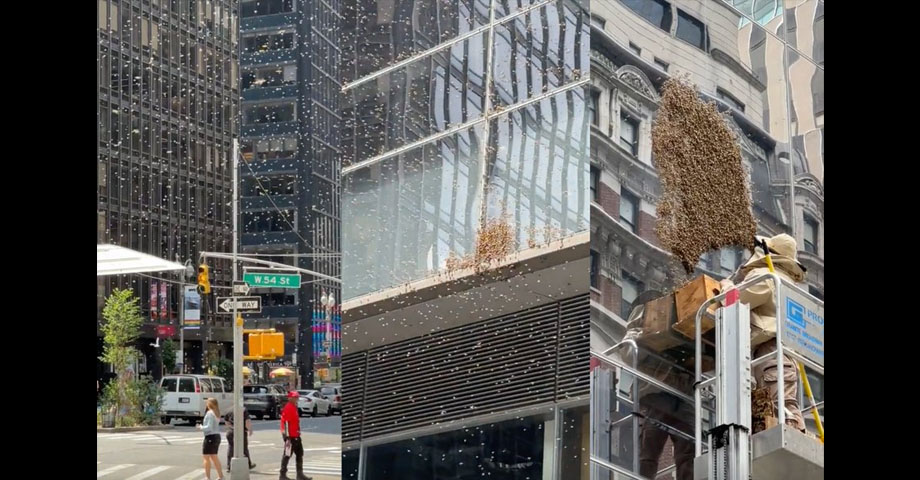 Enjambre de abejas invaden el “Time Square” en Nueva York