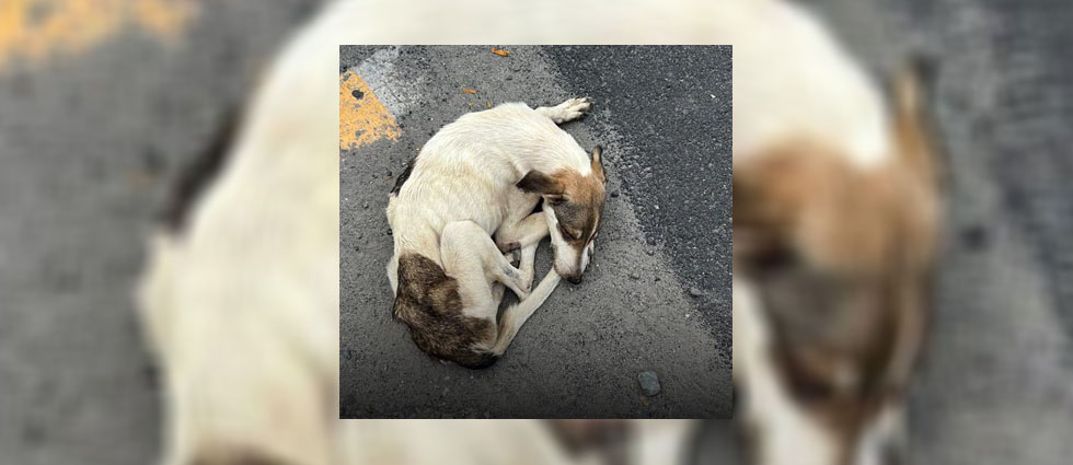 IBA auxilia a perrito que estaba en la calle a su suerte