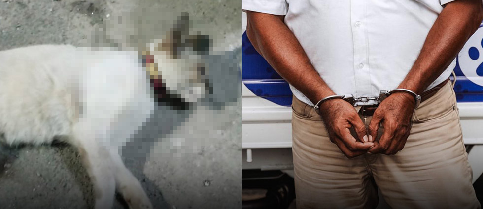 Arrestan a hombre tras arrollar a un gato