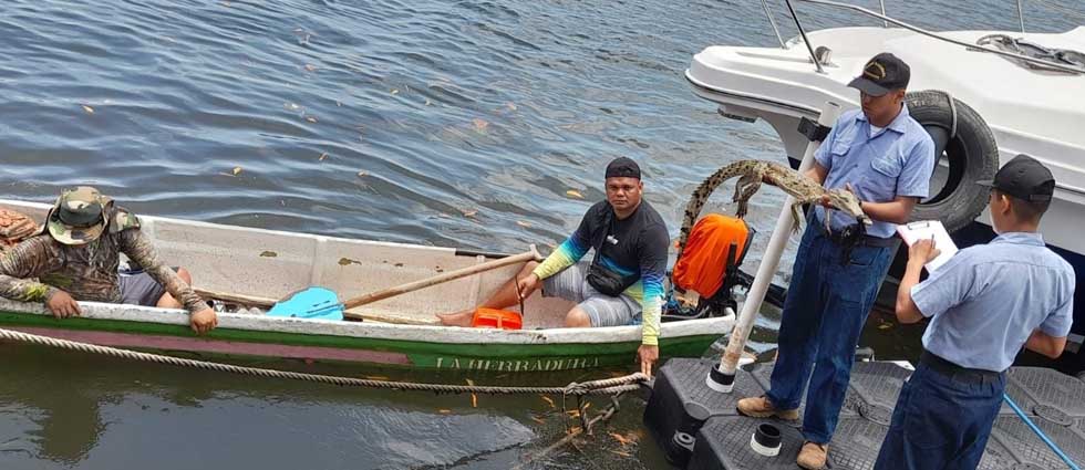 Ciudadanos auxilian a cocodrilo en La Paz
