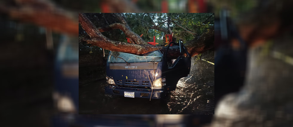 Varios lesionados luego que árbol cayó sobre camión que transportaba 40 personas