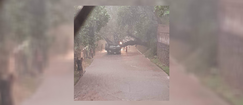 Jugadores de fútbol y aficionados heridos dejó árbol que cayó sobre camión que transportaba 40 personas