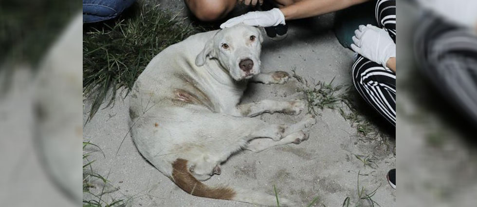 Bienestar auxilia a perrita que fue arrollada y dejada a su suerte