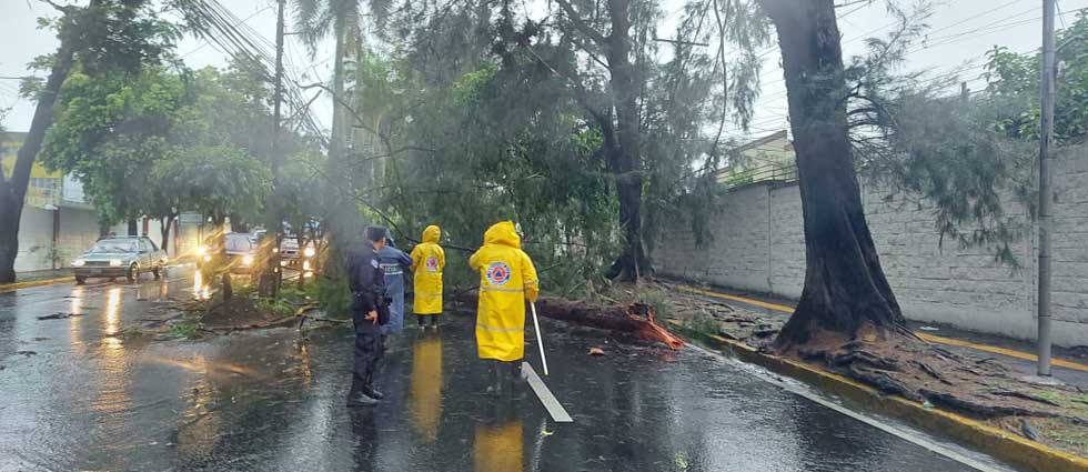 Cierran paso sobre la alameda Manuel Enrique Araujo por árbol caído
