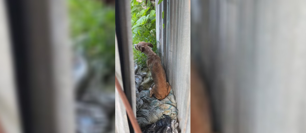 IBA rescata a perrita que era maltratada: «Los responsables deberán enfrentar a la justicia»