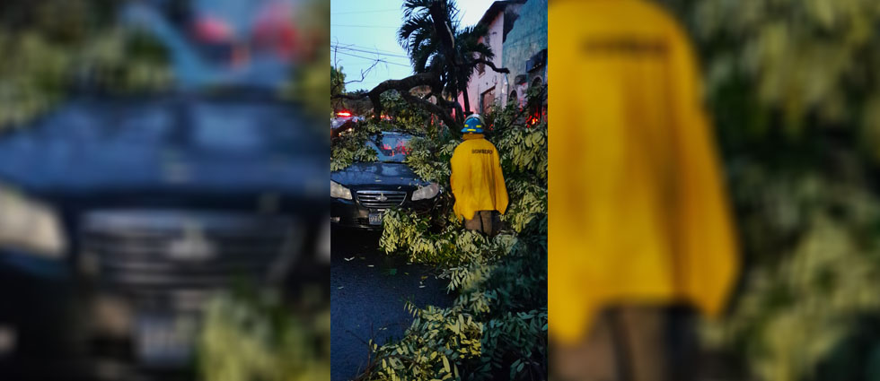 Árbol cae sobre vehículo que estaba estacionado