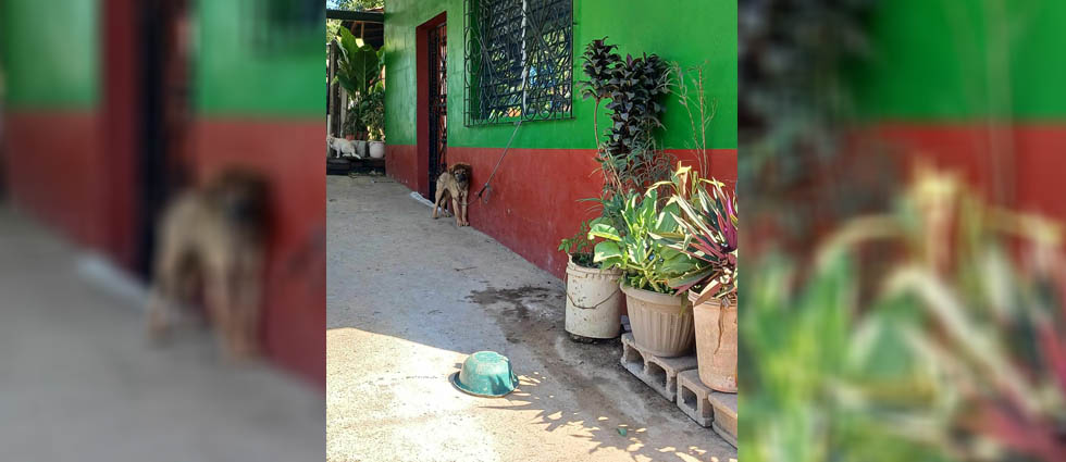 Auxilian a perrito cuyos dueños lo mantenían amarrado todo el tiempo