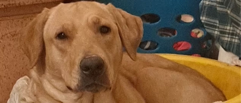 Denuncian a policía que disparó hasta quitarle la vida a una perrita amistosa en Estados Unidos