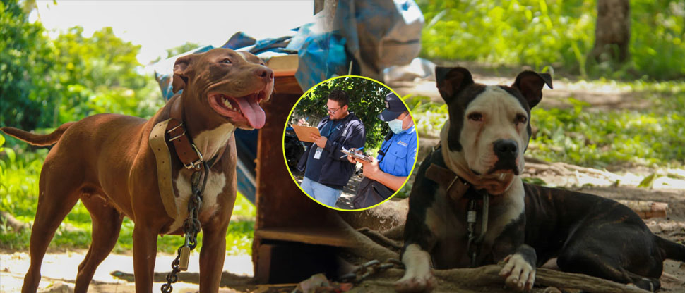 Verifican condición de insalubridad de cuatro perros en una colonia de San Salvador