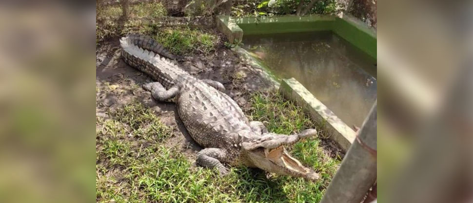 Tras 31 años fallece Juancho el cocodrilo que era la mascota del INTI 