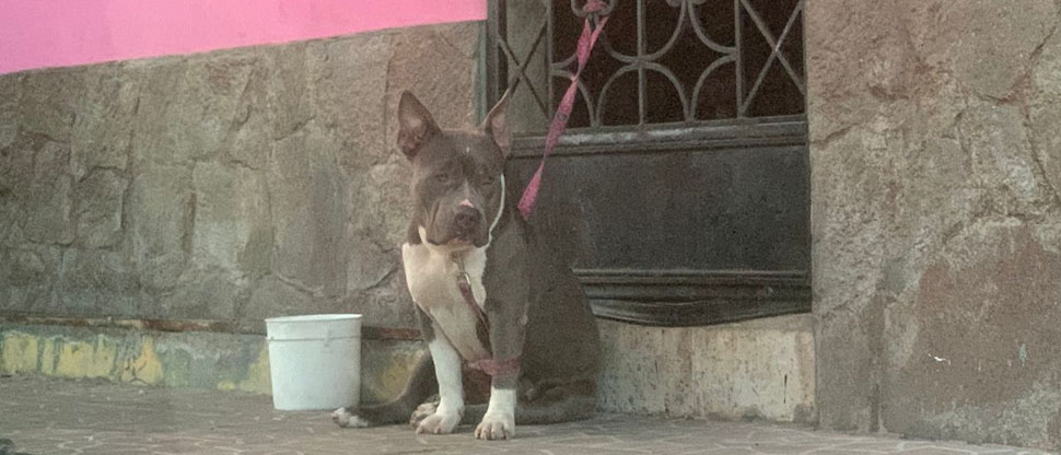 IBA auxilia a perrito víctima de maltrato animal en el pasaje Galindo
