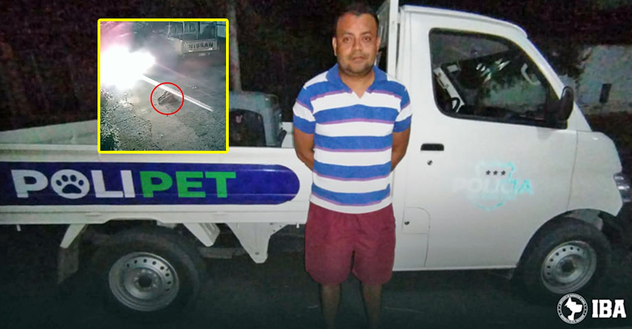 Capturan a sujeto que atropelló a un perro y huyó sin auxiliarlo en Quezaltepeque