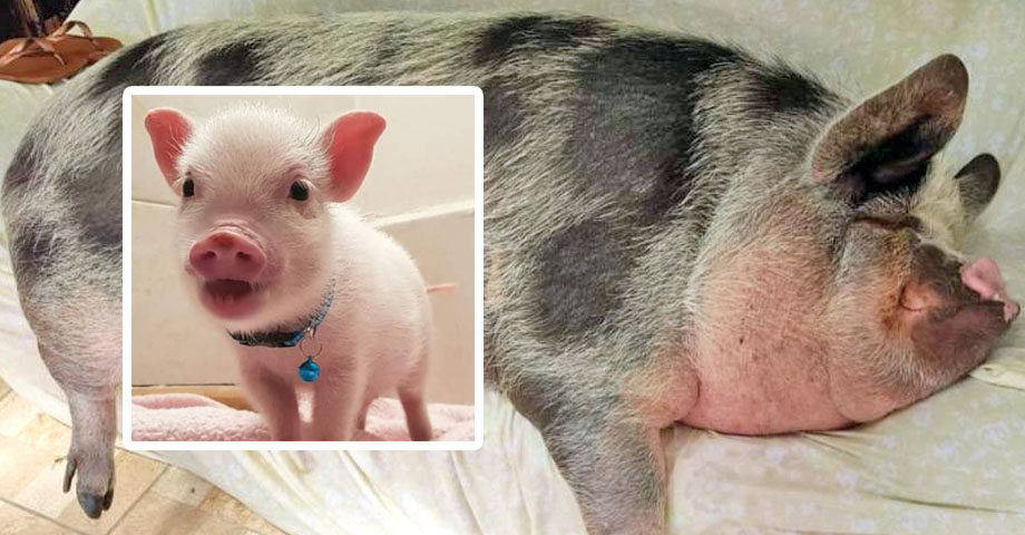 Compró un supuesto ‘mini pig’ en redes sociales y ahora tiene un chancho de 500 libras