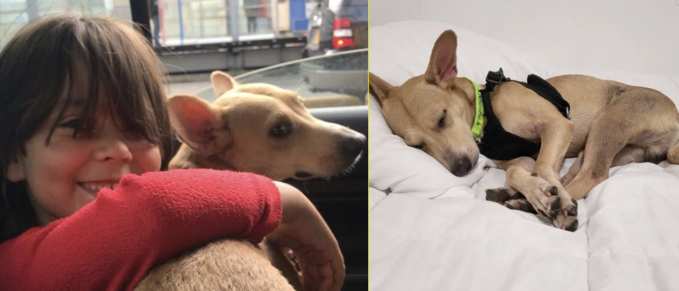 Así es la nueva vida de Colombo Salvador en Colombia