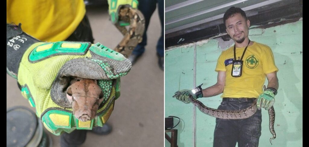 Auxilian a familia que se llevó un buen susto al encontrar una serpiente en su vivienda en Quezaltepeque