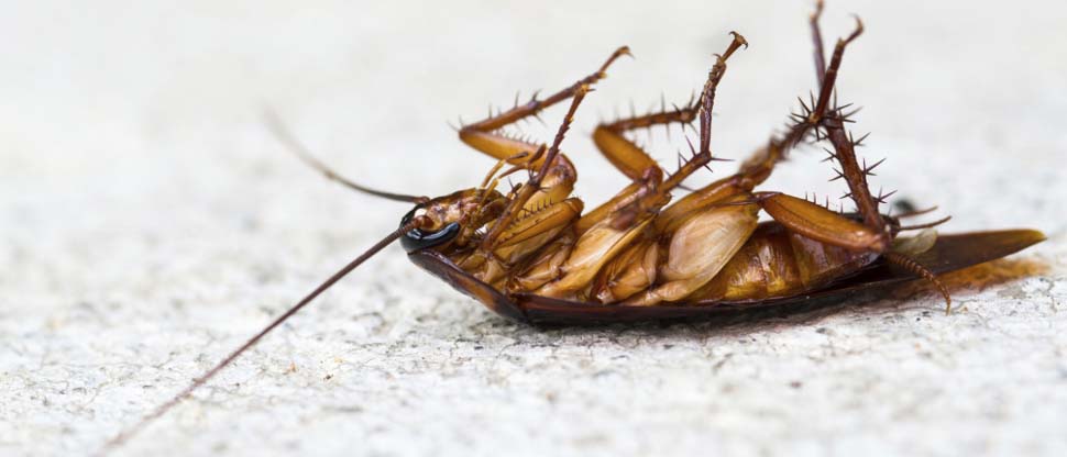 Conoce porqué no es «correcto» a aplastar a las cucarachas con las patas hacia arriba