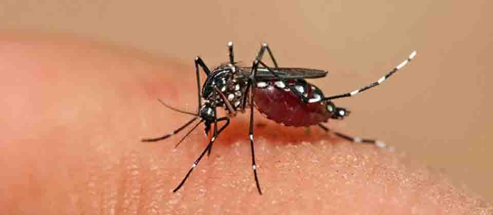 Casos de dengue a la baja en El Salvador