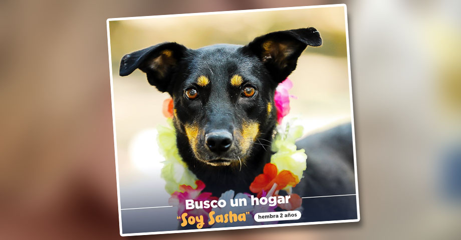 En el Día Mundial del Perro, recuerdan la importancia de adoptar y cambiar la vida de estos fieles amigos