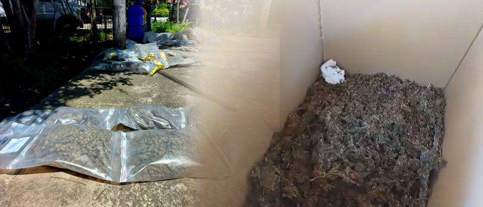 Fiscalía coordina destrucción de droga incautada en varios procedimientos en el occidente del país