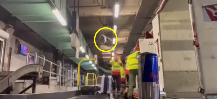 Captan en video a trabajadores de aeropuerto tirando las maletas de los pasajeros en Australia