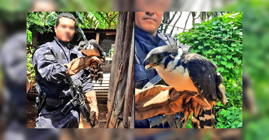 Rescatan halcón gris que estaba en cautiverio en Juayúa, Sonsonate