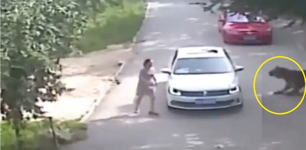 Mujer baja del carro para discutir con su esposo durante un safari y pasa una tragedia (VIDEO)