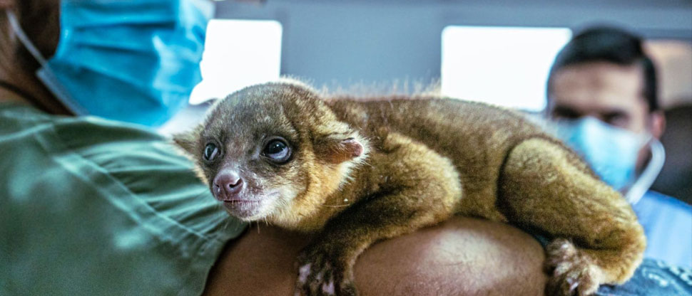 MARN verifica salud de un micoleón que personas lo tenían como mascota