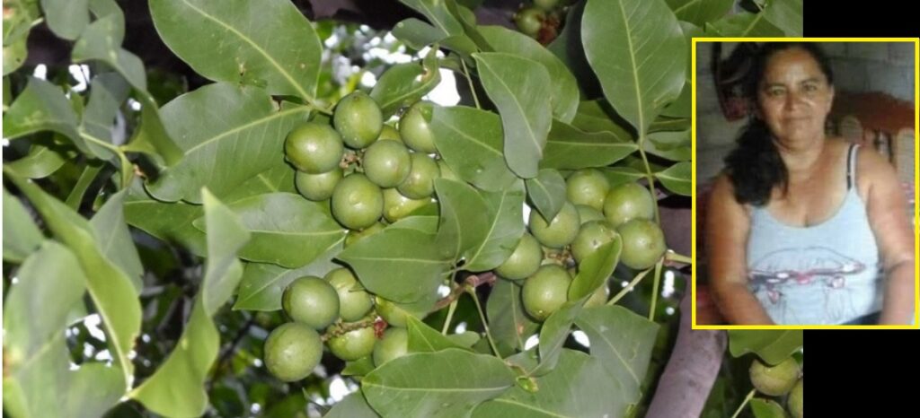 Mujer pierde la vida tras caer de un árbol de mamones en Zacatecoluca