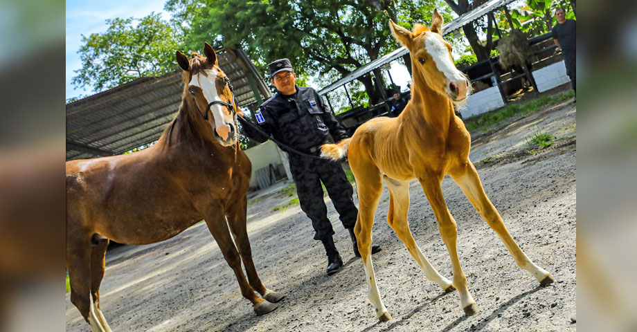 Presentan a “Perdigón”, el nuevo miembro de la Policía Montada
