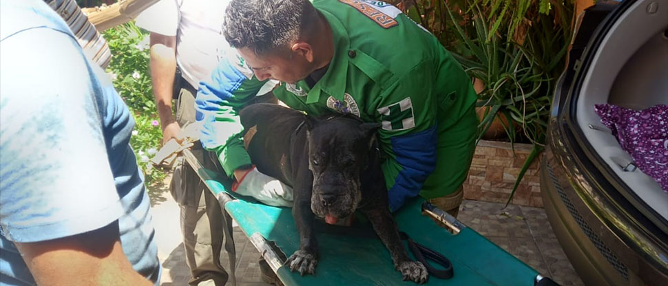 Rescatan a perrita ciega que cayó a una quebrada en San Salvador