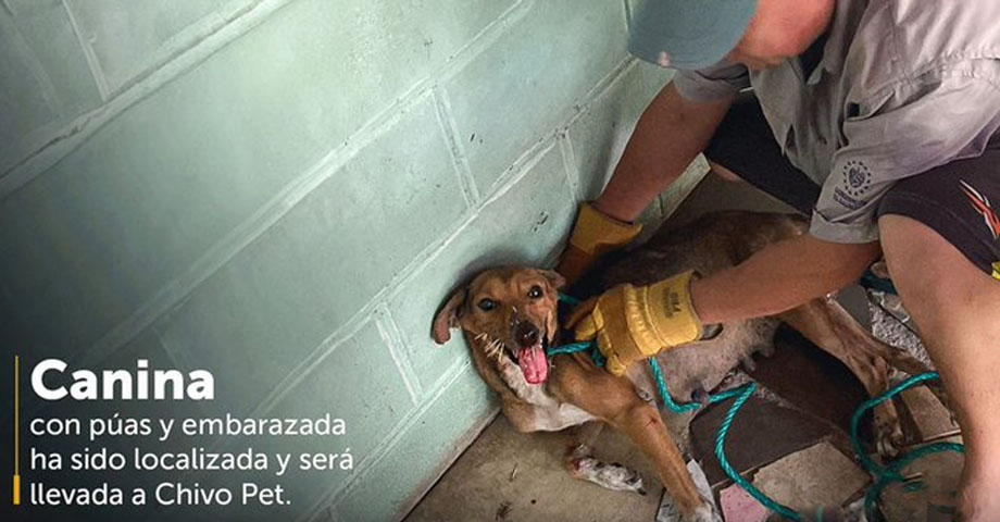 Rescatan a perrita embarazada que tenía incrustadas varias púas de puercoespín