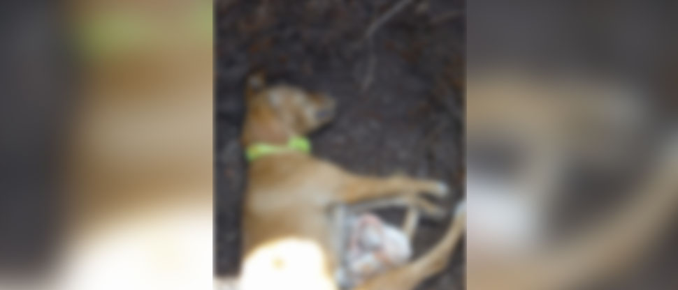 Denuncian a sujeto que envenena y agarra a machetazos a perros en Chalatenango