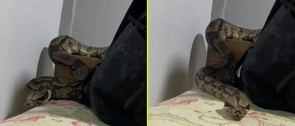 Hombre despierta y descubre que una enorme serpiente estaba en su cama