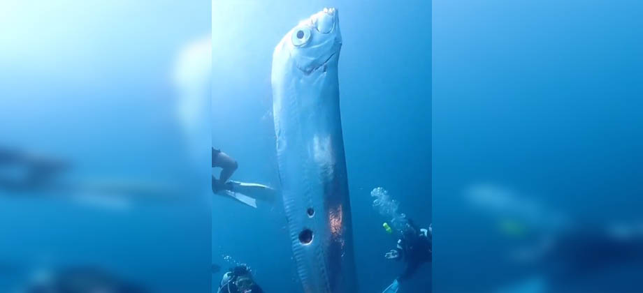 Grupo de buzos en Taiwán  graban a Pez Remo que aseguran anuncia terremotos