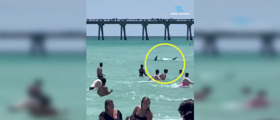 VIDEO: Bañistas huyen aterrados tras presenciar tiburón en playa de Florida
