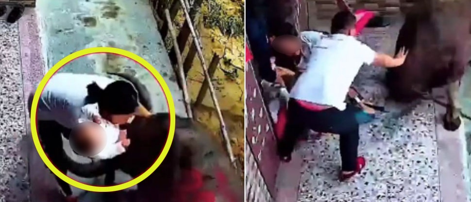 Hombre arriesga su vida para salvar a madre y su bebé tras ser atacados por un toro