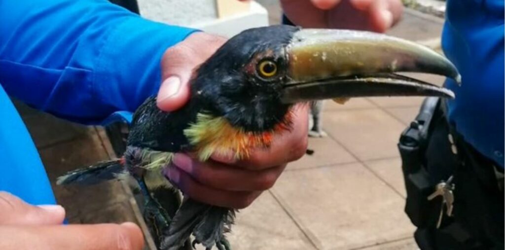 Rescatan a un tucán que se encontraba herido en un predio de Chalatenango