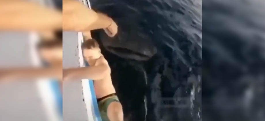 Tremendo susto se lleva joven tras ser asechado por tiburón ballena