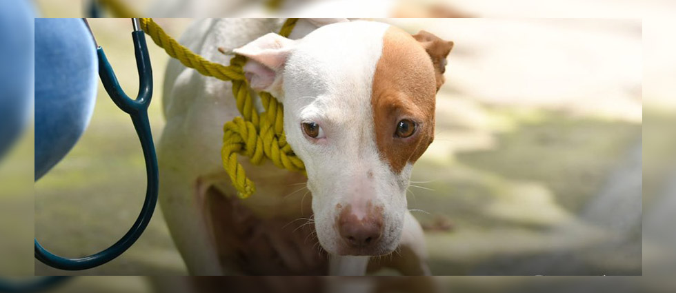 Auxilian a perrita pitbull en estado crítico debido a negligencia
