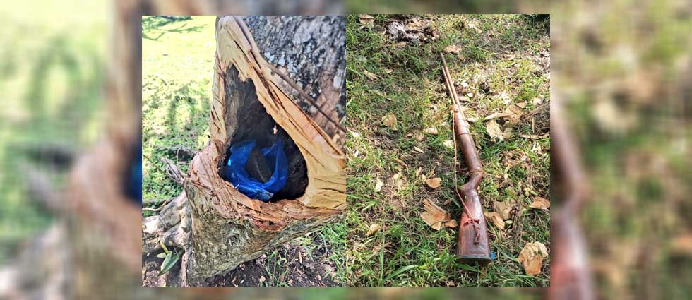 Hallan un fusil oculto en el tronco de un árbol